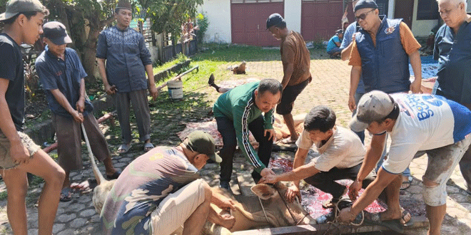 Idul Adha 1447 H: PWI Sumut Sembelih Enam Hewan Kurban
